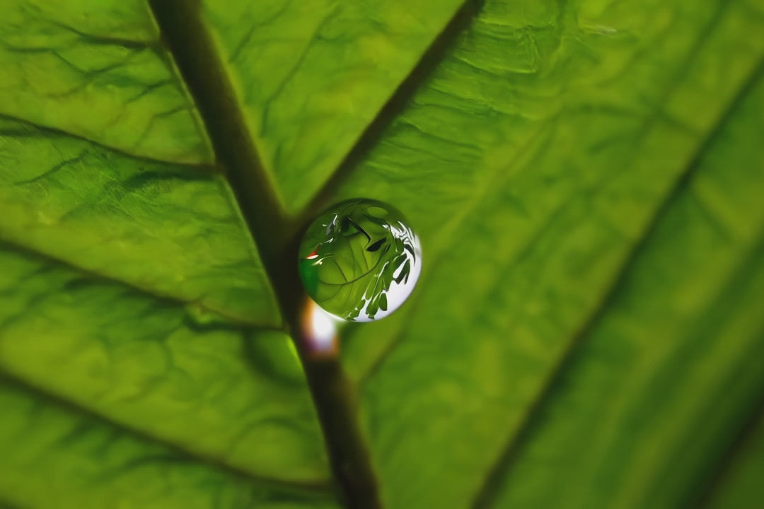 Drops of water fall in and out of focus