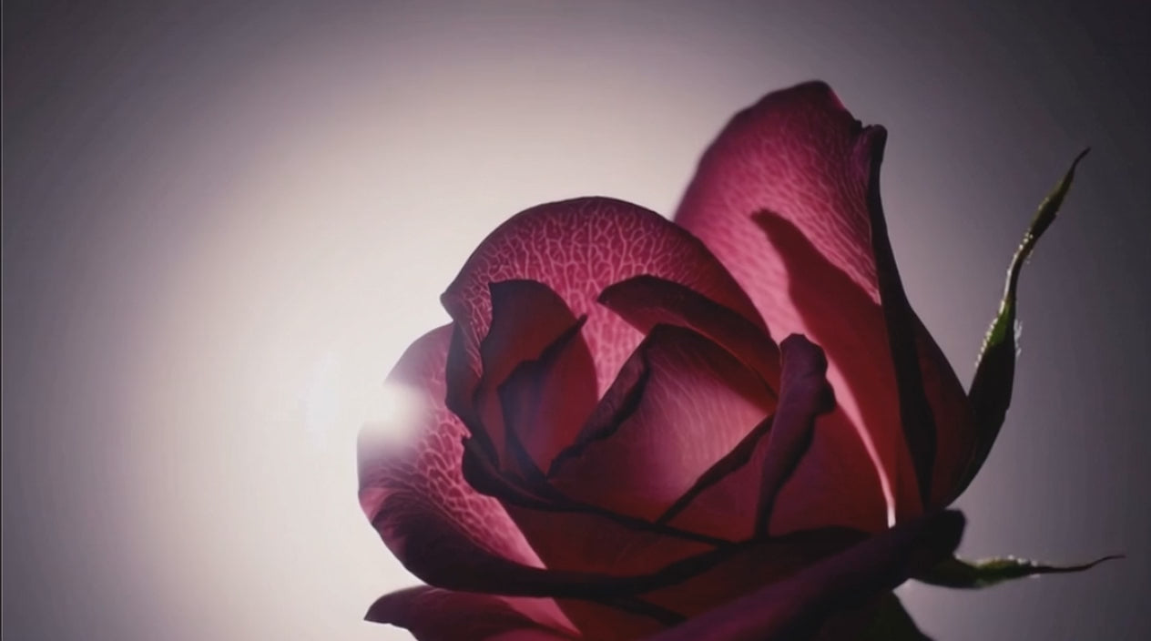 Amber Rose Shampoo twirling amongst roses